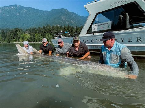 giant frazer|largest recorded sturgeon.